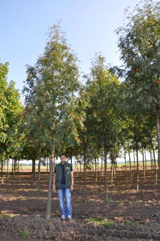 Sorbus aucuparia 'Edulis'